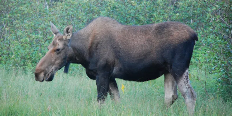 Moose Hunt in Terra Nova National Park to Begin October 14th