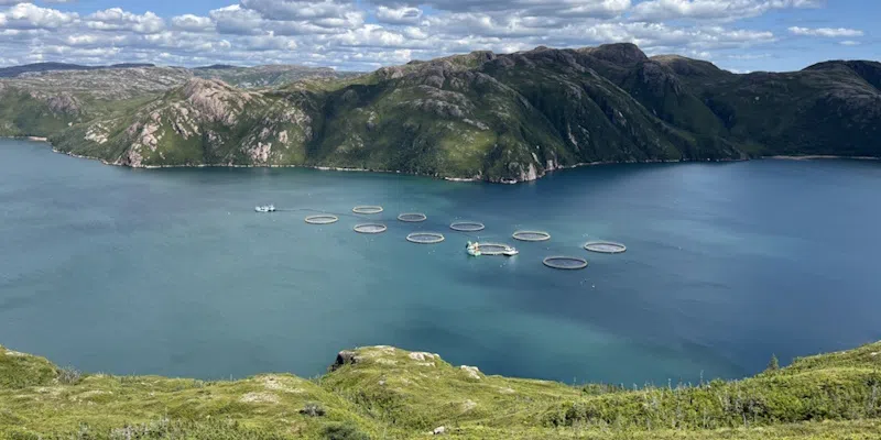 Mowi Confirms ISA in One South Coast Pen Resulting in Salmon Fatalities