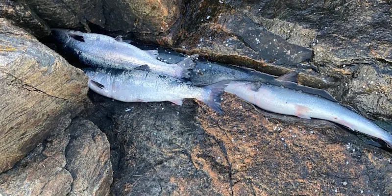 Man Charged with Poaching Salmon