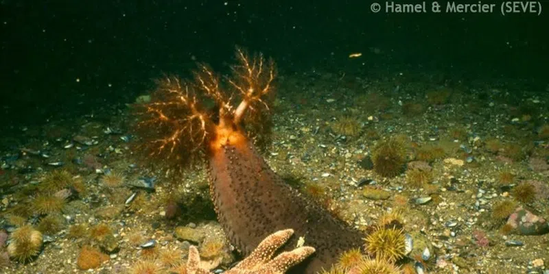 FFAW Accusing Some Companies of Bypassing Local Harvesters and Buying French Product