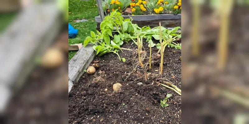 Vandals Tear Up Community Garden on Cathedral Grounds