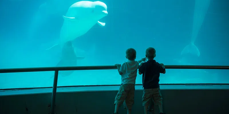 Burgeo Entertaining Possibility of Transferring Marineland’s Belugas to South Coast