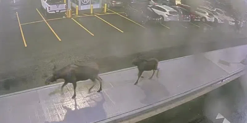 Moose Captured on Camera at St. John's International
