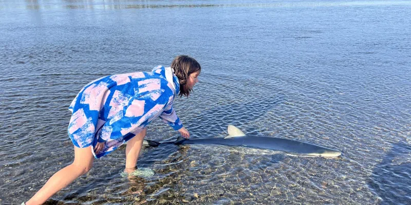 Haricot Family Helps Stranded Shark