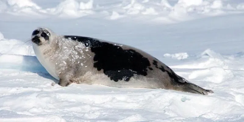 New Research Shows Harp Seals Consume More Northern Cod Than are Harvested