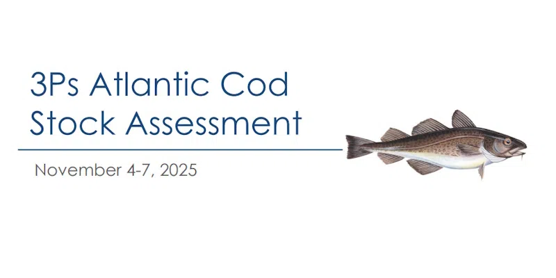 South Coast Cod Stocks Still in Critical Zone According to DFO