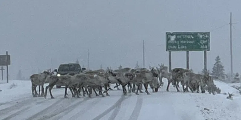 Caribou on the Move Near St. Anthony