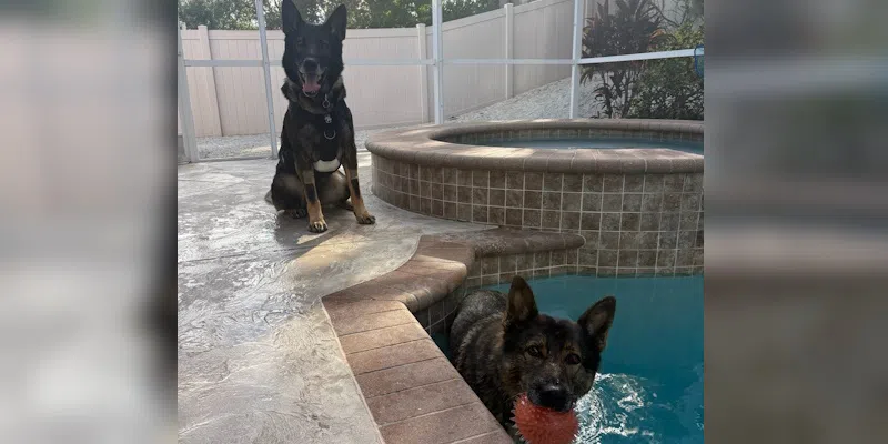 Owner Who Adopted Two Retired Police Dogs Urges National Standard for Care of Former K-9s
