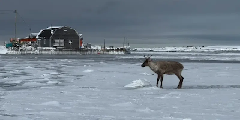 Fishermen Help Rescue Caribou Trapped in Sea Ice in Port au Choix
