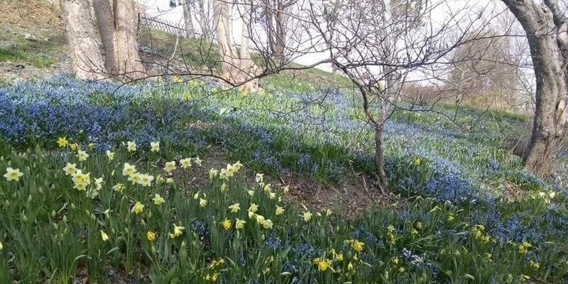 Petition to Save Limeville Property on Signal Hill Picking Up Steam