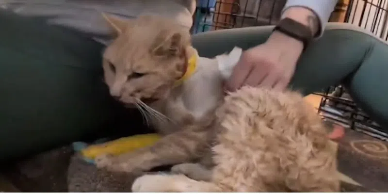 Animal Rescue Group Helping Cat that was Shot in the Face