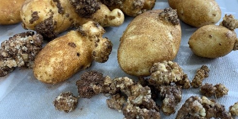CFIA to Discontinue Pre-Board Wash at Ferry Terminal Intended to Prevent Spread of Potato Wart