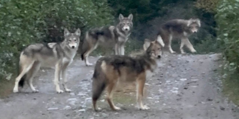 Deer Lake Woman's Wildlife Encounter Prompts Online Speculation