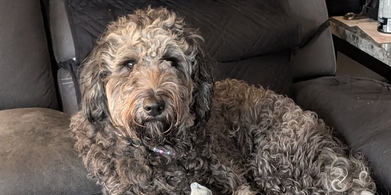 Lost Dog 'Lexi' Found Following Weeks-Long Absence