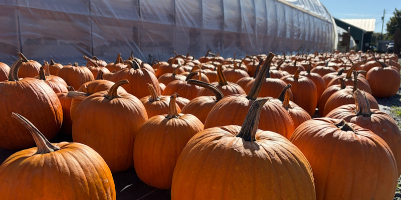 Over 12,000 Pumpkins on Display at Lester's Farm, Despite Challenging Year