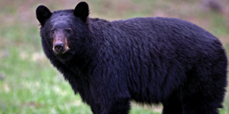 Trap Set for Black Bear Wandering Rocky Harbour