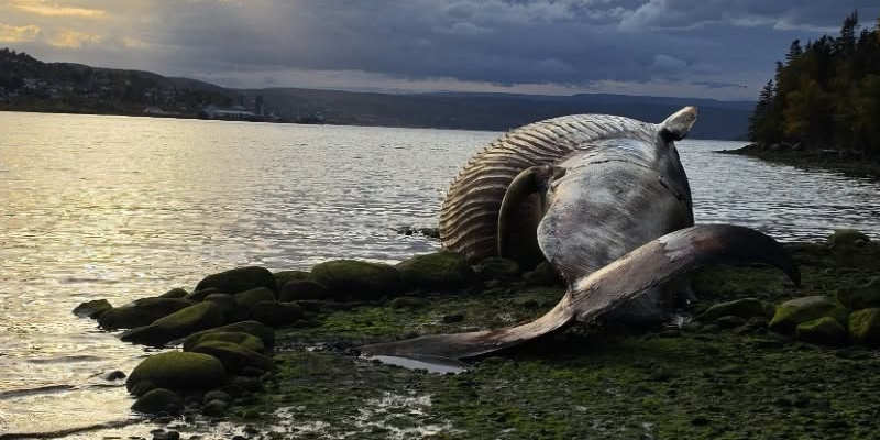 Beached Fin Whale to Decompose Naturally Near Corner Brook