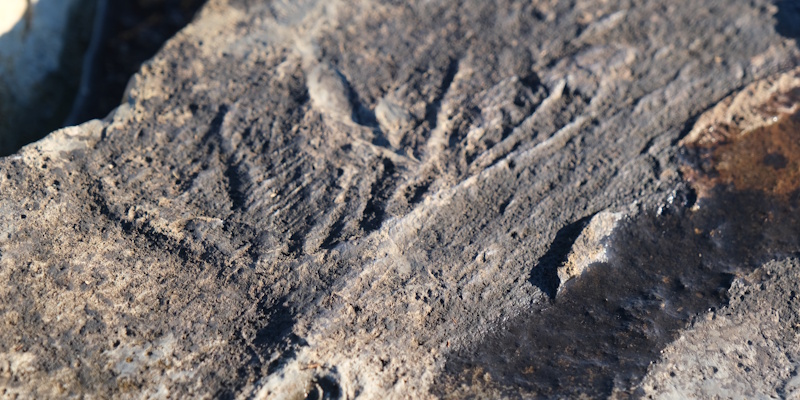 Newly-Discovered Fossils Embedded in Newfoundland Rock Attracting Attention