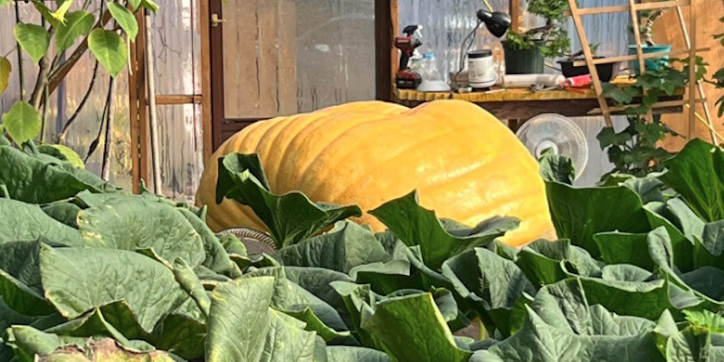 Giant Pumpkin Growing Near Clarenville Gaining Attention