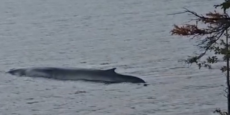Fin Whale Dies After Being Stranded Near Corner Brook
