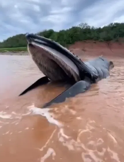 Tragic Encounter: Humpback Whale Stranded in Shubenacadie River