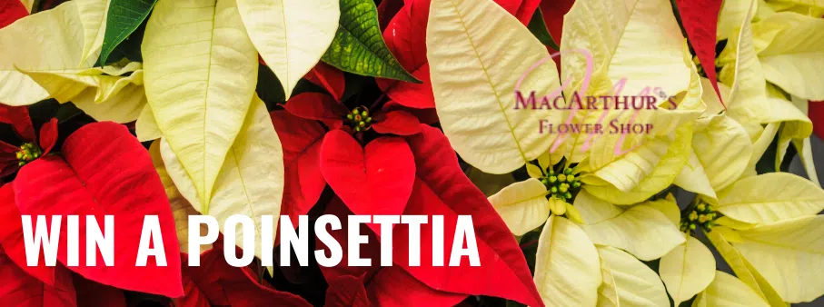 Win a Poinsettia