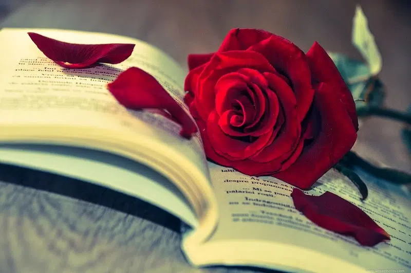5 Books To Up Your Romance This Valentine's Day!