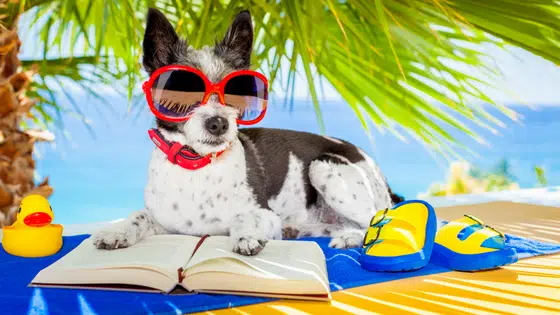 Best Books To Read Over Summer Vacation