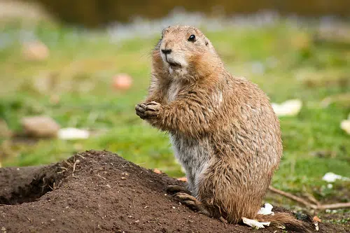 Juul Privacy Problem, Twin License Plates, Prairie Dog Bubonic Plague Outbreak