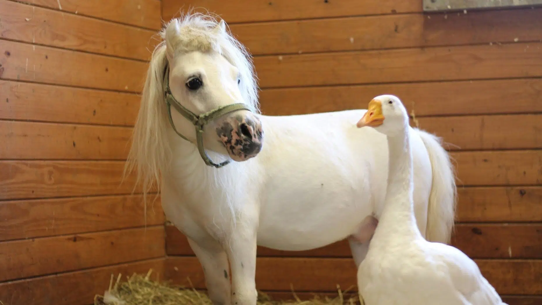 Hustlers Movie Review, Inseparable mini horse and goose, Full moon on Friday the 13th