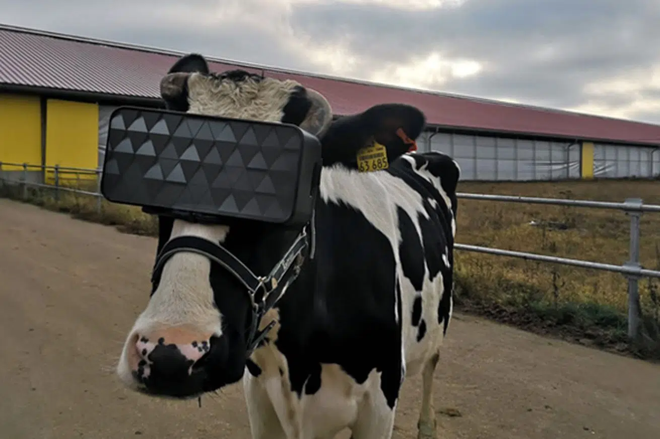 Christmas 'pictures with Satan', Virtual Reality for Cows, HIV-positive Friends