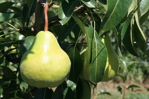 Picking Pears, Explosive Scam, The Polite Type