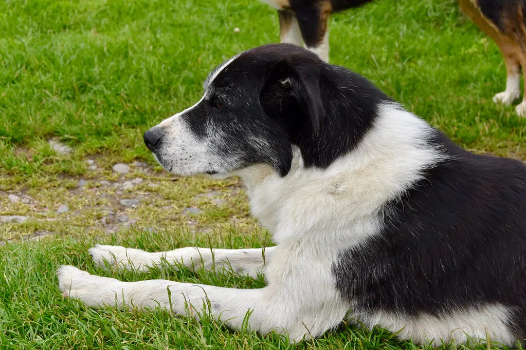 Plywood Satellite, Falling Stone, Deaf Sheepdog