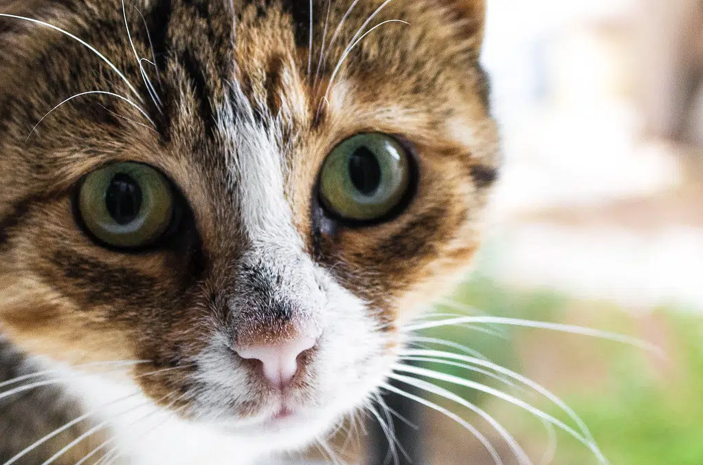 Cat rings Ring doorbell, Growing bricks, Finding money in food