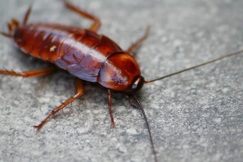 Tom Hanks Movies, Google Announcements, Lasers that kill cockroaches