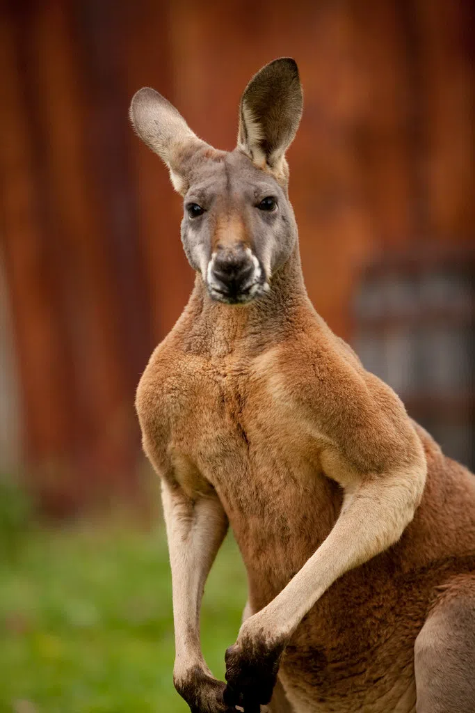 Bathroom stalls at Gloucester High School, Aggressive Kangaroos, Virtual waterfalls in your living room