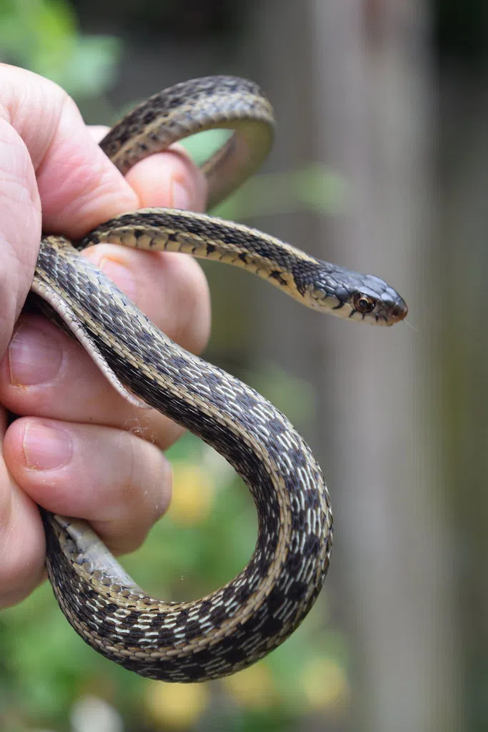 Stowaway Snake on Plane, Conspiracy Theories, Xbox Mobile?