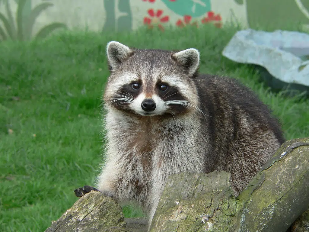 Toronto Zoo Raccoon Exhibit, Marvel Fatigue, Echo Dot Reviews