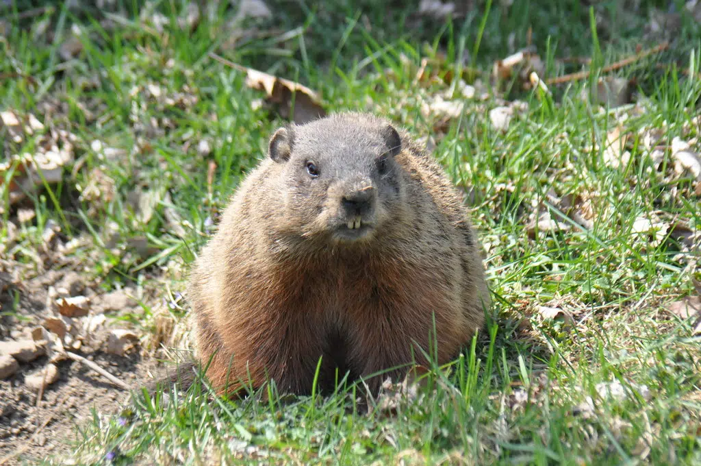 Groundhogs, Kids doing Self Checkout, Driving car through a mall