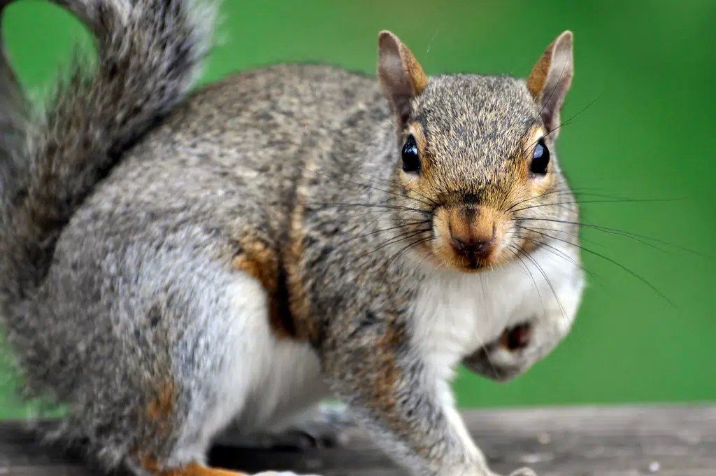 Canal Skateway Vigil, Ottawa Students EpiPens in space, Nutritious squirrels