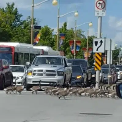 In Ottawa, Even the Geese Are Polite