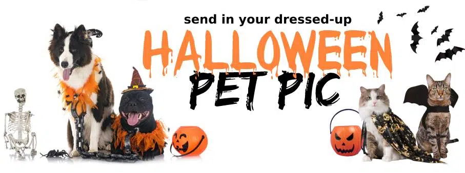 Halloween Pet Pics