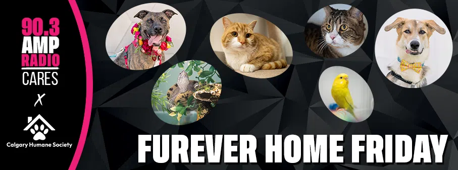 Feature: https://www.ampcalgary.com/furever-home-friday/
