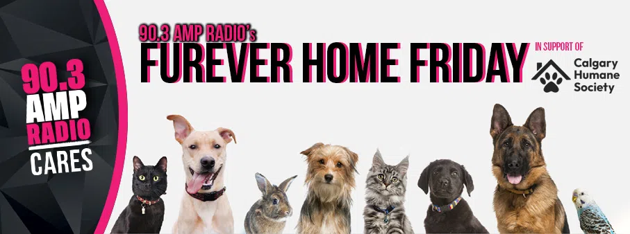 Feature: https://www.ampcalgary.com/furever-home-friday/